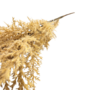 Pampus Grass Stem Sand 105cm Close