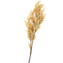 Pampus Grass Stem Sand 105cm