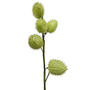 Balloon Plant Light Green 65cm Close