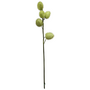 Balloon Plant Light Green 65cm