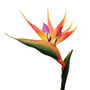 Strelitzia Flower With A Long Stem 95cm 3