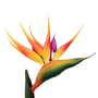 Strelitzia Flower With A Long Stem 95cm 4