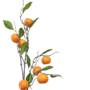 Branch With Oranges 95cm Close