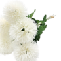 Dandelions White 6 Piece 40cm Close Up