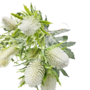 Sea Holly White 40cm Close