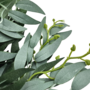 Pennygum Needle Leaf Bush Green 50cm Close