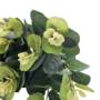 Penny Gum Bush Green 5 Stems 46cm Close