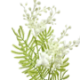 Sweet Acacia Flowers Stem White 75cmclose
