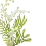 Sweet Acacia Flowers Stem White 75cmcloser