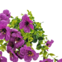 Petunia Flower Bunch Purple 37cm Close