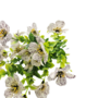 Petunia Flower Bunch White 37cm Close