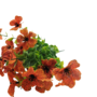 Petunia Flower Bunch Orange 37cm Close