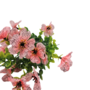 Petunia Flower Bunch Pink 37cm Close