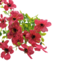 Petunia Flower Bunch Cerise 37cm Close