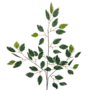 Ficus Leaf Stem Verigated 60cm