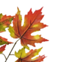 Maple Leaf Stem Autumn Colour 66cmclose