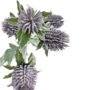 Sea Holly Purple 70cm Close