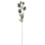 Sea Holly Purple 70cm