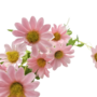 Daisy Spray Pink 63cm Close Up