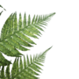 Fern Leaf Stem Dark Green 160cm Close