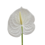 Anthurium Stem White 60cm Close