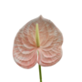 Anthurium Stem Baby Pink 60cm Close