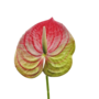 Anthurium Stem Pink And Green 60cm Close