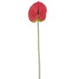 Anthurium Stem Cerise 60cm