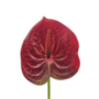 Anthurium Stem Maroon 60cm Close