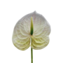 Anthurium Stem White And Green 60cm Close