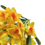 Daffodils Yellow 60cm Close