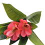 Frangipani Pink 60cm Close Up