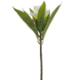 Frangipani White 60cm