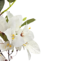 Bougainvillia White 75cm Close