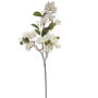 Bougainvillia White 75cm