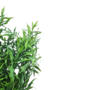 Fine Leaf Bush Green 54cm 3