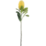 Banksia Cream 64cm