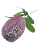 Banksia Purple 64cm Close