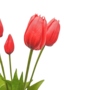 Tulips Red 5 Piece 40cm Close