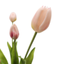 Tulips Light Pink 5 Piece 40cm Close Up