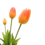 Tulips Orange 5 Piece 40cm Close Up