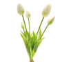 Tulips White 5 Piece 40cm Close