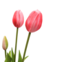 Tulips Cerise 5 Piece 40cm Close