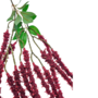 Amaranthus Maroon 93cm Close Up
