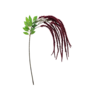 Amaranthus Maroon 93cm