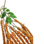 Amaranthus Orange 93cm Close Up