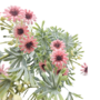 Daisy Bush Pink 47cm Close Up