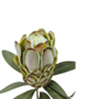 Protea Green 72cm Close Up