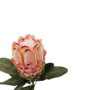Protea Blush 72cm Close Up
