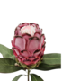 Protea Pink 72cm Close Up